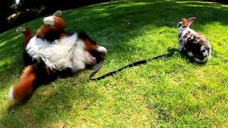 My Bernese Mountain Dog and his rabbit friend [upl. by Ordnagela]