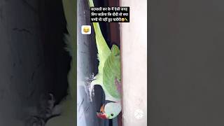 Chiku Pataa Nahi Kahan chala Gaya🦜🥹￼parrot funny viralshorts comedy youtubeshorts shorts [upl. by Ethbin845]