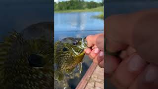 Weird asf post bassfishing fishing fish sportfishing bass fypシ゚viral [upl. by Osric202]