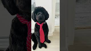 Smartest Portuguese Water Dog in the World Meet Pi [upl. by Annoiek594]