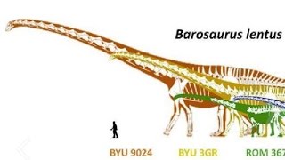 Paleontology News Is Barosaurus Bigger Than Argentinosaurus [upl. by Edas]