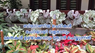 Begonia plant care How to grow and propagate begonia [upl. by Lindon717]