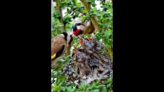 Chant chardonneret parva pour séduire la femelle Males song GoldFinch seduce the female 2019 NEW [upl. by Stafford]