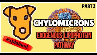 Chylomicrons Exogenous lipoprotein pathway in Health and Disease [upl. by Alyek]