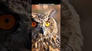 Owls the ls Dangerous 😱youtubeshorts shorts [upl. by Ado137]