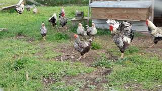 Silver Laced Wyandottes [upl. by Bevon]