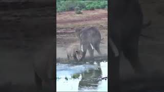 elephant vs rhino real fight 🦏 rhino vs elephant 🦏 [upl. by Gwyn]