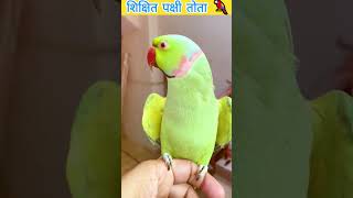 is that true that parrot 🦜 can talk like human facts video amazingfacts factsinhindi top10 [upl. by Esorrebma661]