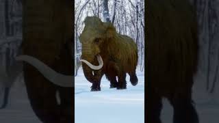 Woolly Mammoth During The Ice Age [upl. by Teeter]