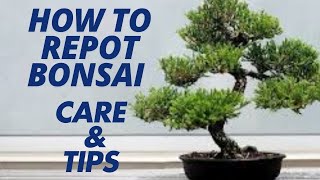 How to Repot Bonsai plant care and tips [upl. by Newmann]