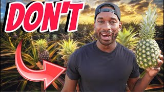 DO NOT DO THIS TO GROW PINEAPPLES  MUST WATCH [upl. by Dorry712]