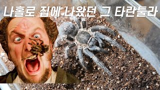 코스타리칸 제브라Aphonopelma seemanni [upl. by Alyakcm]