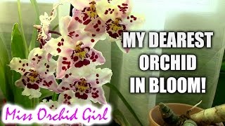 Wilsonara Franz Wichmann  My dearest orchid in bloom [upl. by Topping]