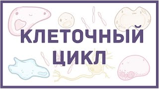 Клеточный цикл  биология клетки [upl. by Delos514]