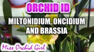 Intergenerics identified Miltonidium Oncidium and Brassia orchids [upl. by Adarbil]