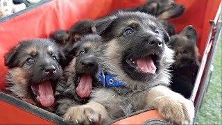 THE CUTEST German Shepherd Puppies Ever [upl. by Joelie]