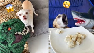 😡Angry Chihuahua amp Funny Dog 😂 That Will Make Your Day Better 22 [upl. by Cyrill]