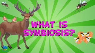 WHAT IS SYMBIOSIS  Educational Videos for Kids [upl. by Eemyaj303]