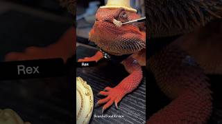 ah finally can breath  funnyvideo cute beardedhumor beardeddragon 🦎 [upl. by Clo]