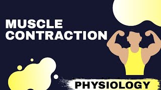 Muscle ContractionRevision [upl. by Dwane700]