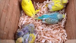 Breeding Budgie Pairs 2015 [upl. by Gaivn]