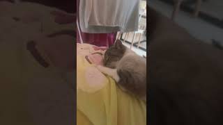 Un chat en mode dodo pourtoi chatonmignon catvideos [upl. by Wynn371]