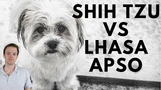 Shih Tzu vs Lhasa Apso difference [upl. by Nylesaj]