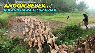 SUASANA PEDESAAN PAGI HARI ANGON BEBEK DI SAWAH DESA [upl. by Sauls]