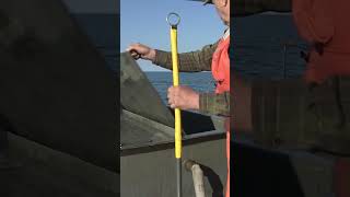 Stocking Trout On Lake Erie [upl. by Lleon]