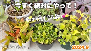 【多肉植物】9月にやっておきたい多肉ごと【ガーデニング】 [upl. by Ziladnerb205]