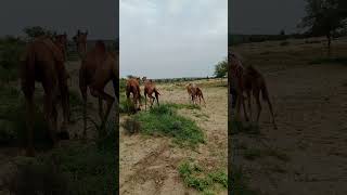 سباقات الهجن الجميلة في صحراء ثار باركار The beautiful camel races in the Thar Parkar Desert [upl. by Mehta]