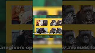 Unlocking Gorilla Emotions Kokos Language Revolution [upl. by Wenger730]