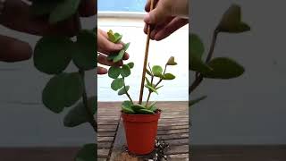 Repotting Peperomia Houseplant [upl. by Sitoeht]