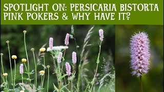 SPOTLIGHT ON Persicaria Bistorta Pink Pokers A gorgeous early flowering perennial Easy to grow [upl. by Paulson523]