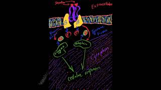 The Tyrosine kinase Activity of the Insulin Receptor DrAJGhalayini [upl. by Sheridan699]