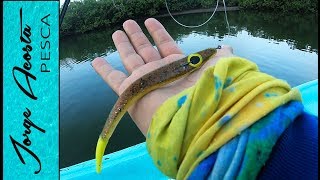 Pesca con superficiales y VINILOS en el manglar [upl. by Paradies318]