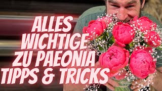 Alles wichtige zu Peaonia  Pfingstrose vom Profi erfahren Inklusive Blumenstrauss Inspiration [upl. by Darcy]