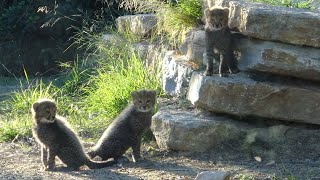 ZOO de MONTPELLIER🐆NAISSANCE de GUEPARDS [upl. by Anada536]