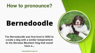 How to pronounce Bernedoodle Correctly in English [upl. by Leahkim]