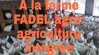 A la ferme FADEL agro agriculture intégrée [upl. by Neyrb]