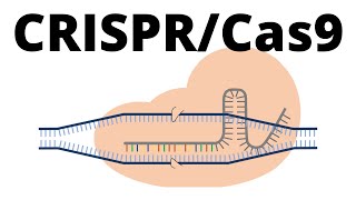 How CRISPR Cas9 works animation explained in 1 minute [upl. by Ymma]