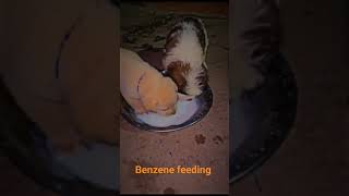 My Benzene Feeding Dite cute cutedog cutepuppy doglover dogs [upl. by Trilbi]