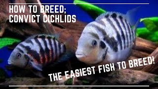 The Easiest Fish to Breed  How to Breed Convict Cichlids [upl. by Notsek]