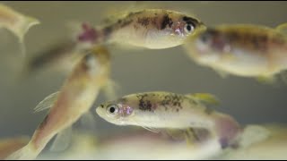 Zebrafish Unlocking the genetics of melanoma [upl. by Anis]