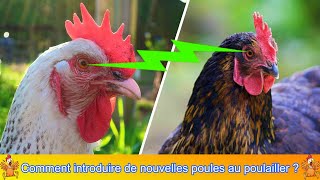 Comment intégrer de nouvelles poules au poulailler  Astuces pour débutants Prudence [upl. by Graybill141]