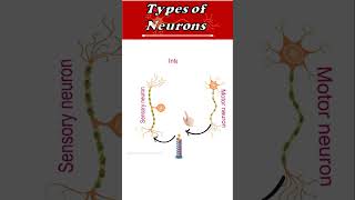 3 Types of Neurons and Functions ytshorts biology science [upl. by Mowbray]