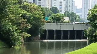 新加坡野生水獭 City In Nature  Smoothcoated Otters of Sungei Ulu Pandan  Singapore  16 Nov 20241022am [upl. by Odnaloy]