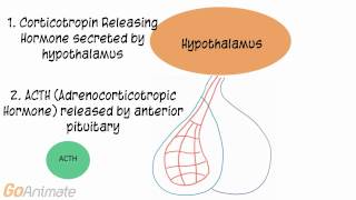 Anatomy and Physiology Endocrine System ACTH Adrenocorticotropin Hormone V20 [upl. by Dasha]