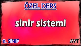 1 Sinir Sistemi  Özel Ders 11 Sınıf [upl. by Aidiruy]