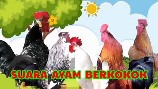 Suara Ayam Berkokok Bersahutan di Pagi Hari [upl. by Rabiah]